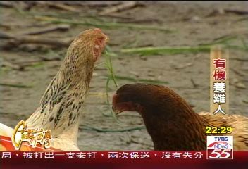 養雞人|【一步一腳印】認真、好學、不放棄 有機牧草養雞。